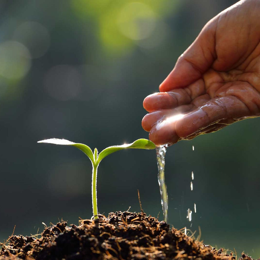 ROOTS eco tree urn funeral guarantee germination