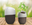 Roots biodegradable urn that become a tree