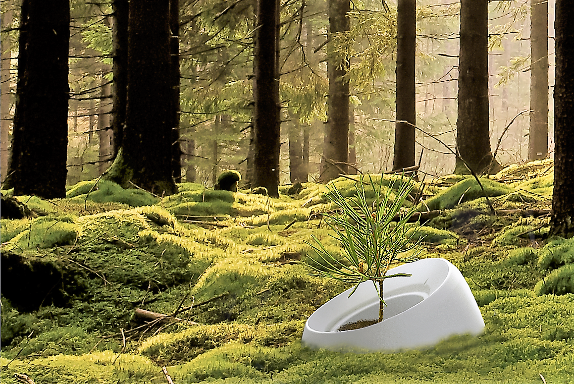 Cremation urns biodegradable - Roots - tree urn | Muses Design - forest