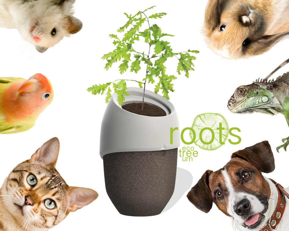 Picture of Roots without seeds Cremation urns for pet that become a tree