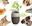 Picture of Roots without seeds Cremation urns for pet that become a tree